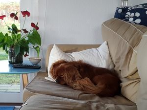 Kallehunden - en kærlighedserklaring til den nuttede Cavalier