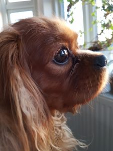Kallehunden - en kærlighedserklaring til den nuttede Cavalier