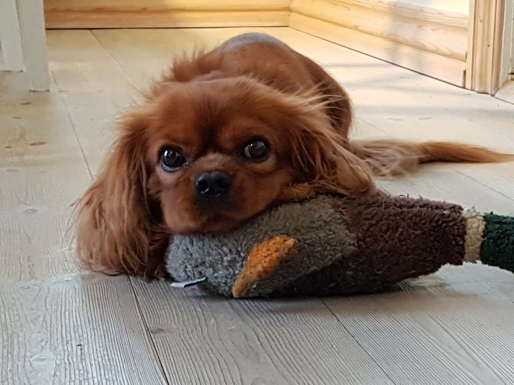 Kallehunden - en kærlighedserklaring til den nuttede Cavalier