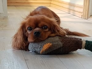 2018-02-19 09.04.06 • nogetiovnen.dk Kallehunden