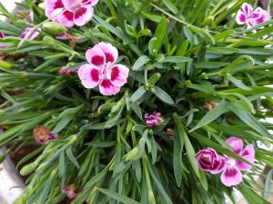 Forårsblomster
