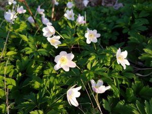 2018-04-20 19.23.46 • nogetiovnen.dk Forårsblomster