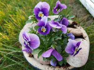 2018-04-20 19.33.32 • nogetiovnen.dk Forårsblomster