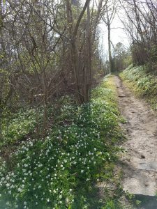 Forårsblomster