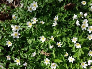 Forårsblomster
