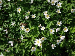 Forårsblomster