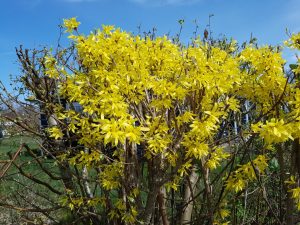 Forårsblomster