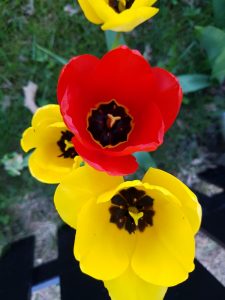 Tulipaner
