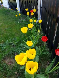 Tulipaner