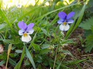 Blomster