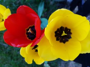 Tulipaner