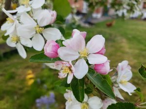 2018-05-13 20.01.32 • nogetiovnen.dk Sommerlykkelig sommerstemning på bloggen