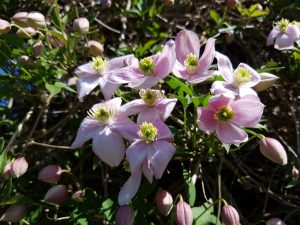 2018-05-14 11.01.05 • nogetiovnen.dk Sommerlykkelig sommerstemning på bloggen