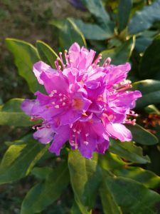 Sommerlykkelig sommerstemning på bloggen