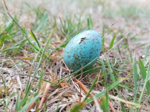 2018-05-21 10.00.07 • nogetiovnen.dk Sommerlykkelig sommerstemning på bloggen