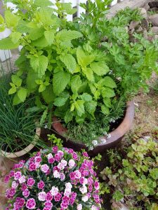 Pesto med solsikkekerner & citronmelisse