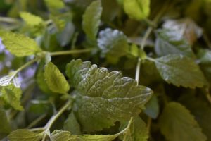 Pesto af citronmelisse - frisk og fyldt med vitaminer