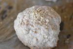 Scones med yoghurt og havregryn - opskrift