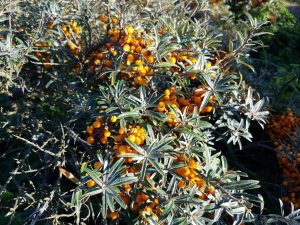 På tur til Lønstrup og Keramikcafé Møllehuset