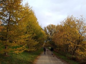 Efterår i sommerhuset