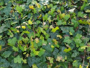2018-12-26 13.40.33 • nogetiovnen.dk Efeu