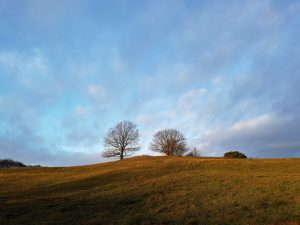 2018-12-28 14.53.46 • nogetiovnen.dk Træ og blå himmel