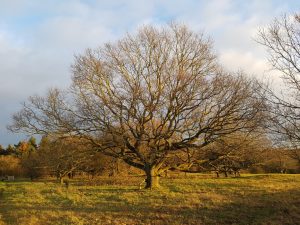2018-12-28 15.01.12 • nogetiovnen.dk Egetræ i sol