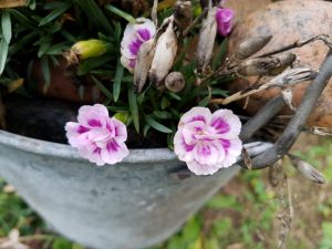 Sommerhus om vinteren - en lykkelig hilsen