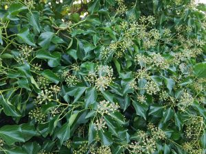 Sommerhus om vinteren - en lykkelig hilsen
