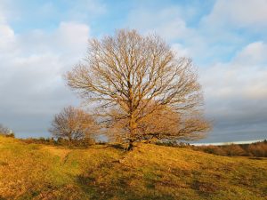 Sommerhus om vinteren - en lykkelig hilsen