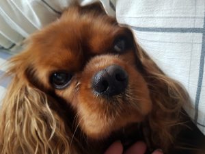 Sommerhus om vinteren - en lykkelig hilsen