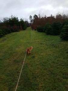 Sommerhus om vinteren - en lykkelig hilsen