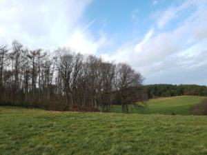 Forårsfornemmelser - som køer på græs