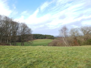 Forårsfornemmelser - som køer på græs