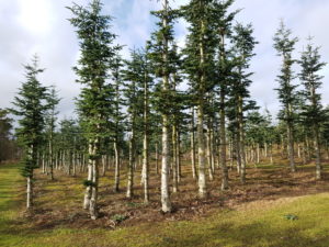 Forårsfornemmelser - som køer på græs