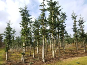 Forårsfornemmelser - som køer på græs