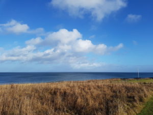 Forårsfornemmelser - som køer på græs