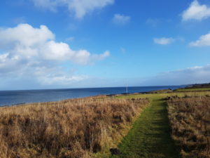 Forårsfornemmelser - som køer på græs