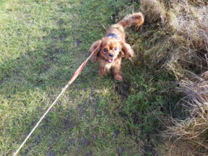 Forårsfornemmelser - som køer på græs