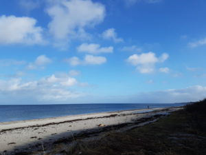 Forårsfornemmelser - som køer på græs