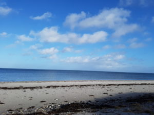 Forårsfornemmelser - som køer på græs