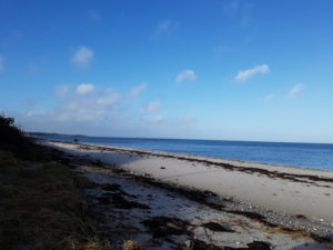 Forårsfornemmelser - som køer på græs