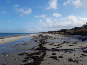 Forårsfornemmelser - som køer på græs