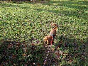 Forårsfornemmelser - som køer på græs