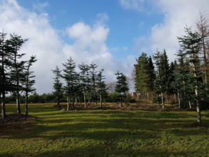 Forårsfornemmelser - som køer på græs