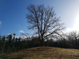 Forårsfornemmelser - som køer på græs