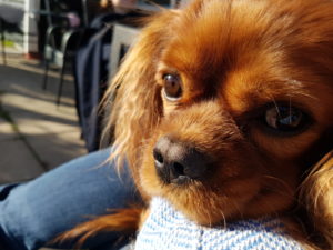 Weekend og getaways til sommerhuset