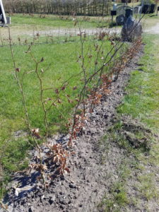 Påskeglimt fra sommerhuset 