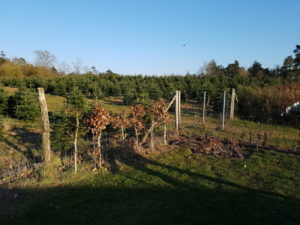 Påskeglimt fra sommerhuset 