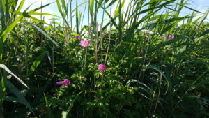 Sommerfest og kærlighed - fest for Amanda